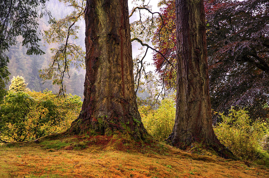 Fall Photograph - Glorious Fall in Benmore Botanical Garden. Scotland by Jenny Rainbow