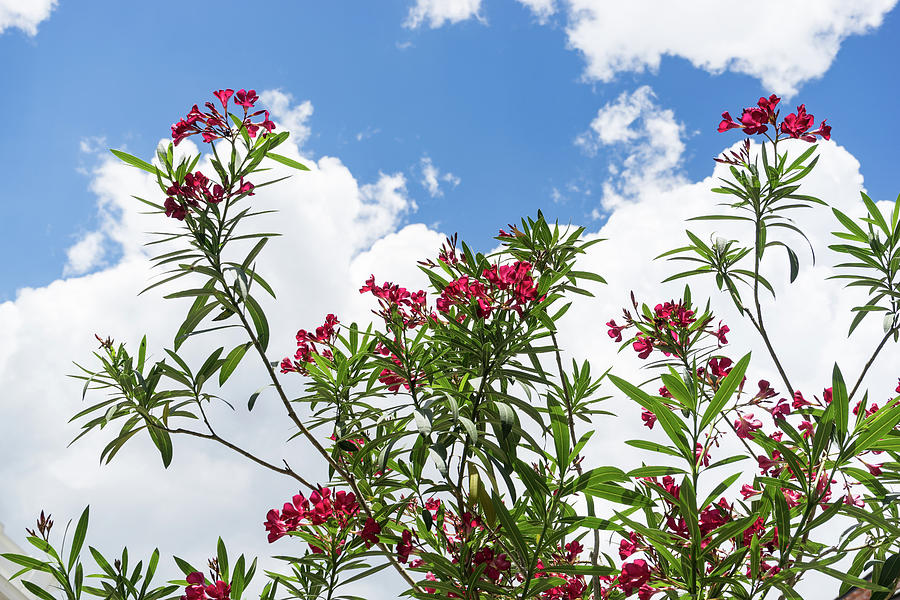 Glorious Fragrant Oleanders Reaching for the Sky Photograph by Georgia Mizuleva