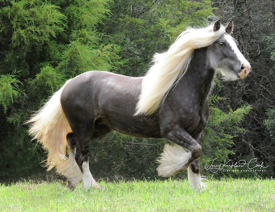 Glorious GIrl Silver Reign Photograph by Terry Kirkland Cook