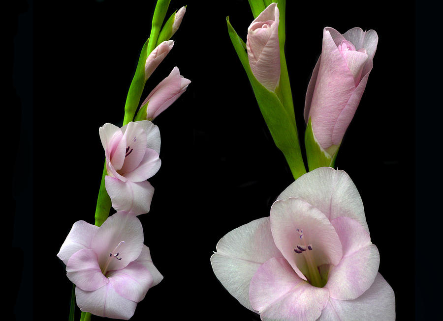 Glorious Gladiolus. Photograph by Terence Davis