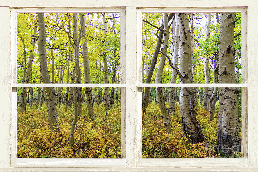 Glorious Golden Forest Window View Photograph by James BO Insogna
