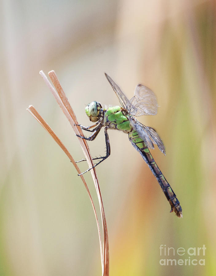 Glorious green dragon Photograph by Ruth Jolly