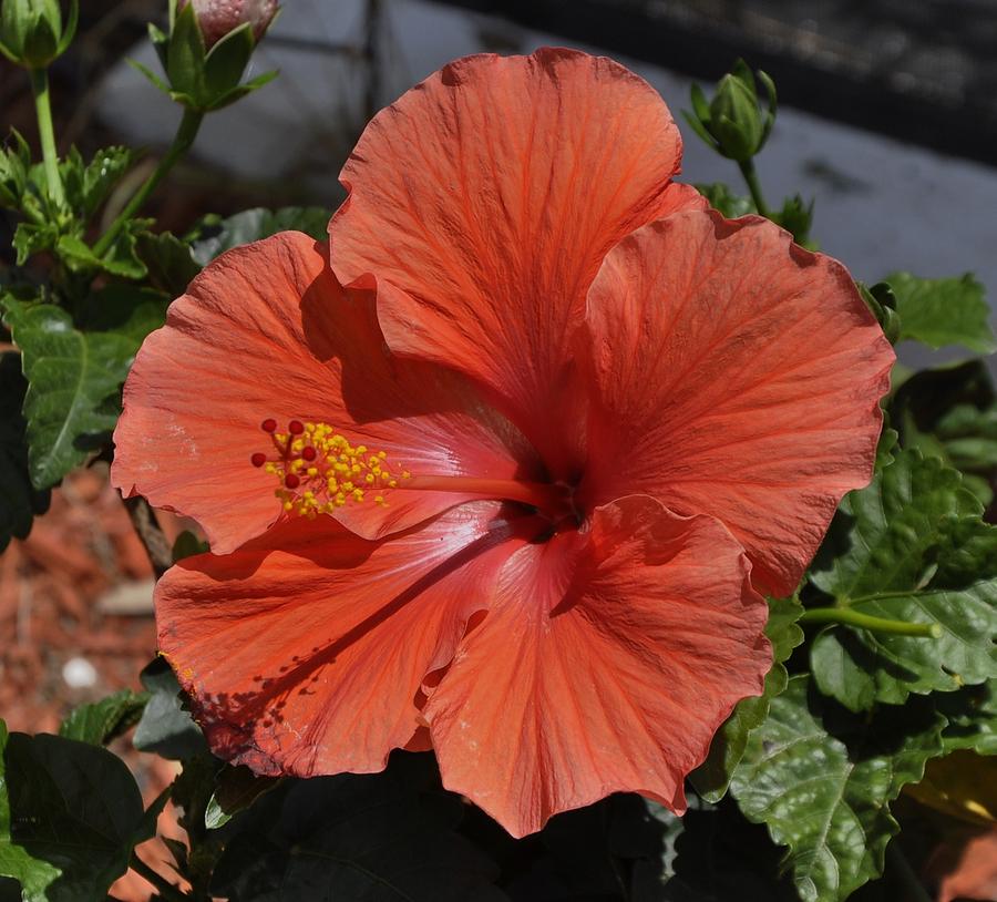 Glorious Hibiscus Photograph by Sandy Poore