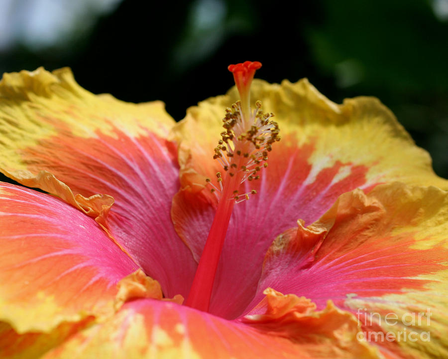 Glorious Hibiscus Photograph by Smilin Eyes Treasures