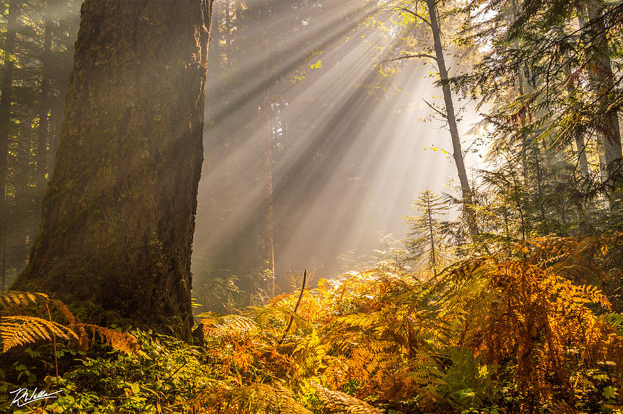 Glorious Light Photograph by Russell Wells
