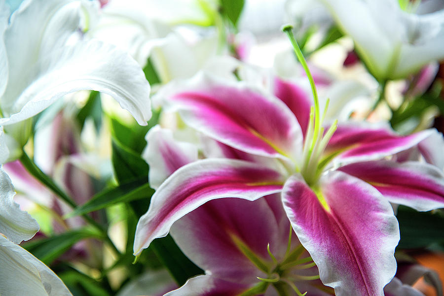 Glorious Lilies Photograph by Carole Gordon