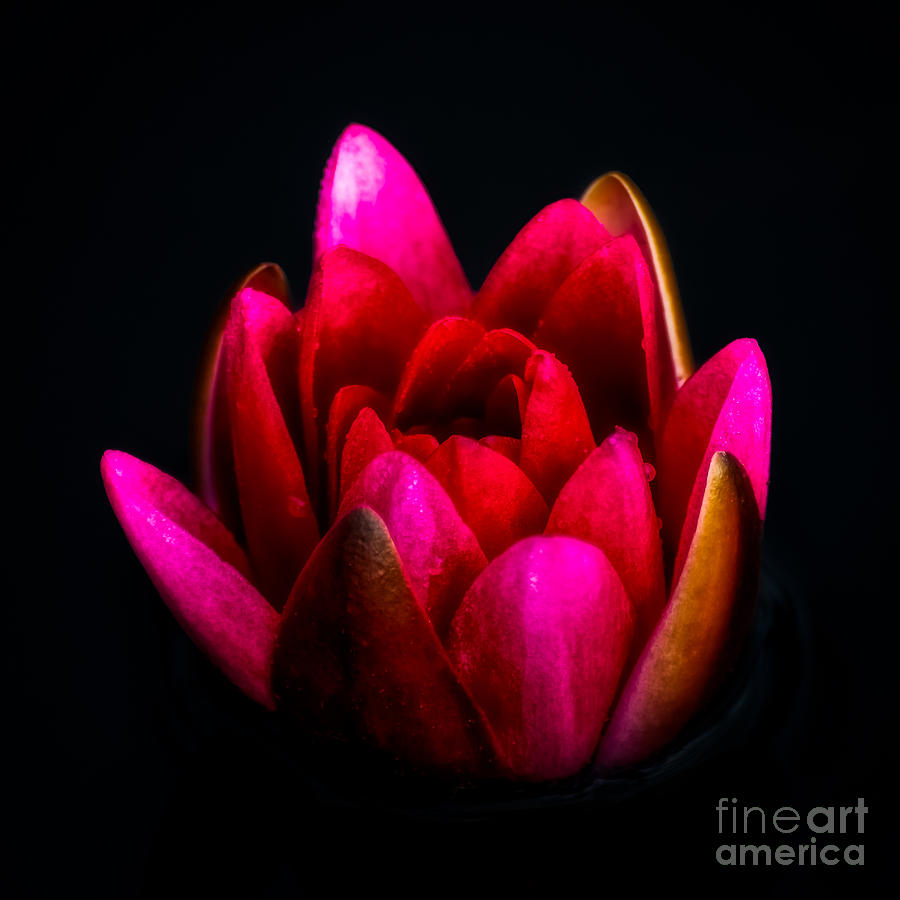 Lily Photograph - Glorious Lily by Adrian Evans