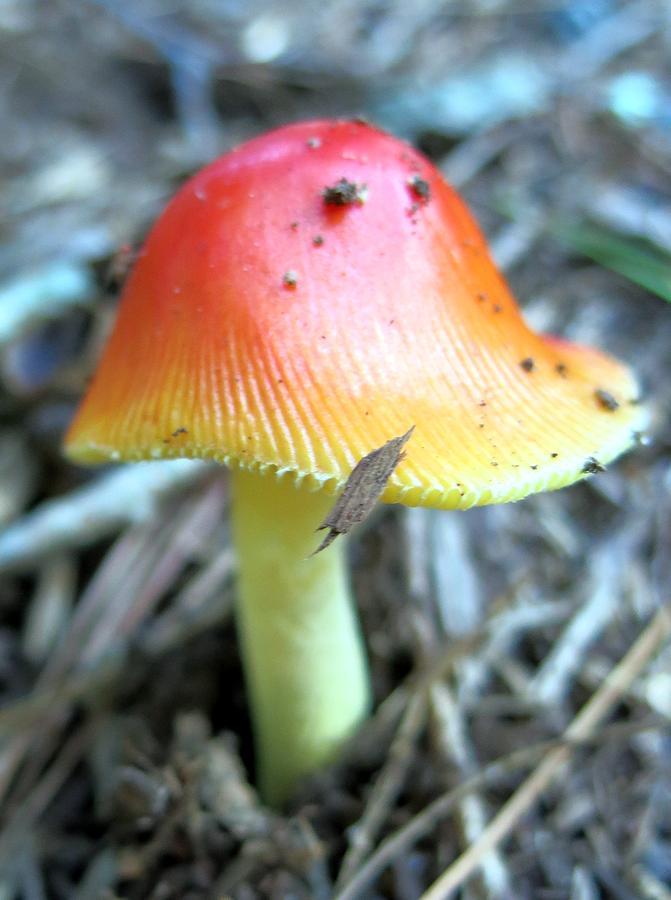 Glorious Mushroom Photograph by Betty Buller Whitehead