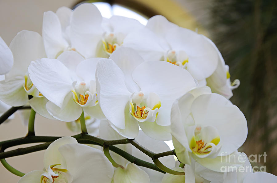 Glorious Orchid Cascade Photograph by Andee Design