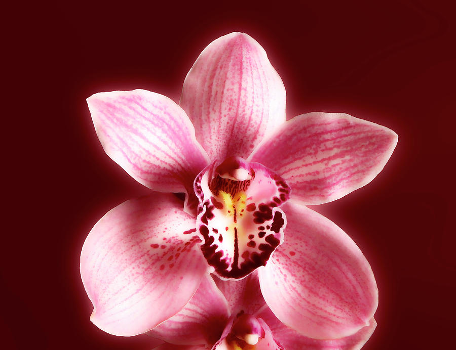Glorious Orchid On Red Photograph by Johanna Hurmerinta