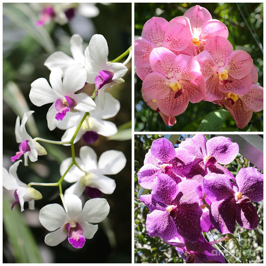 Orchid Photograph - Glorious Orchids Collage by Carol Groenen