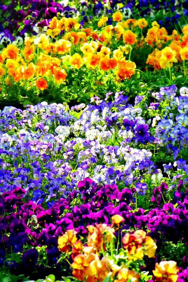 Flower Photograph - Glorious Pansies by Karen Wiles