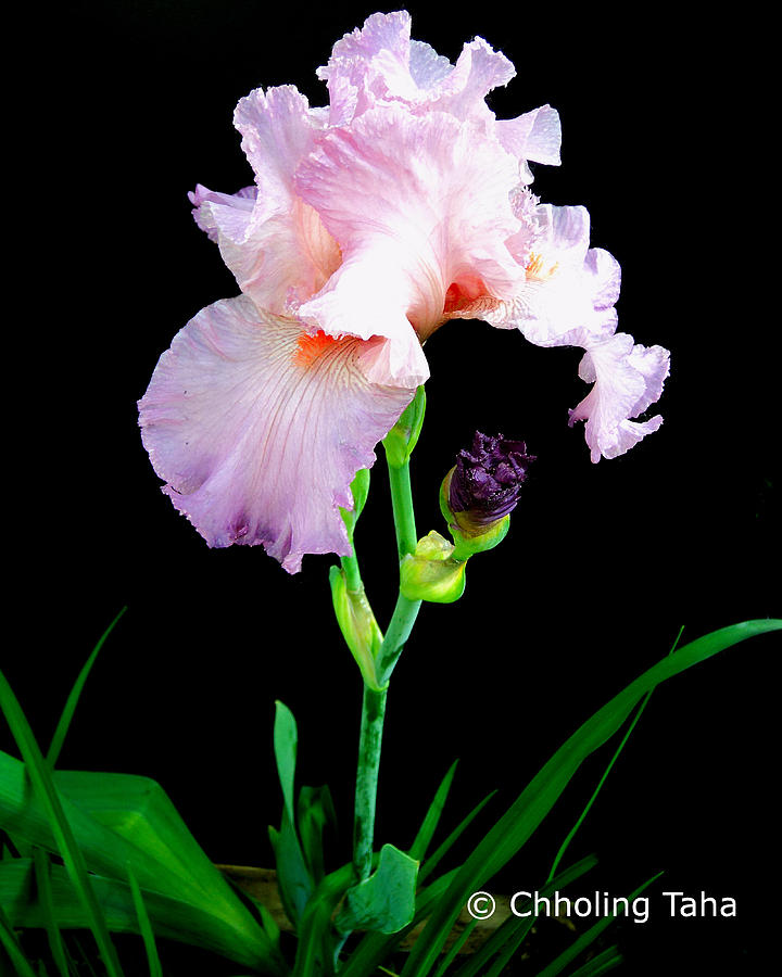 Glorious Pastel Iris Photograph by Chholing Taha