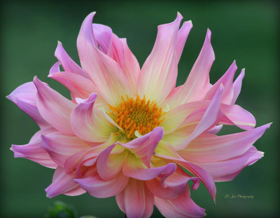 Glorious Pink Dahlia Photograph by Jeanette C Landstrom