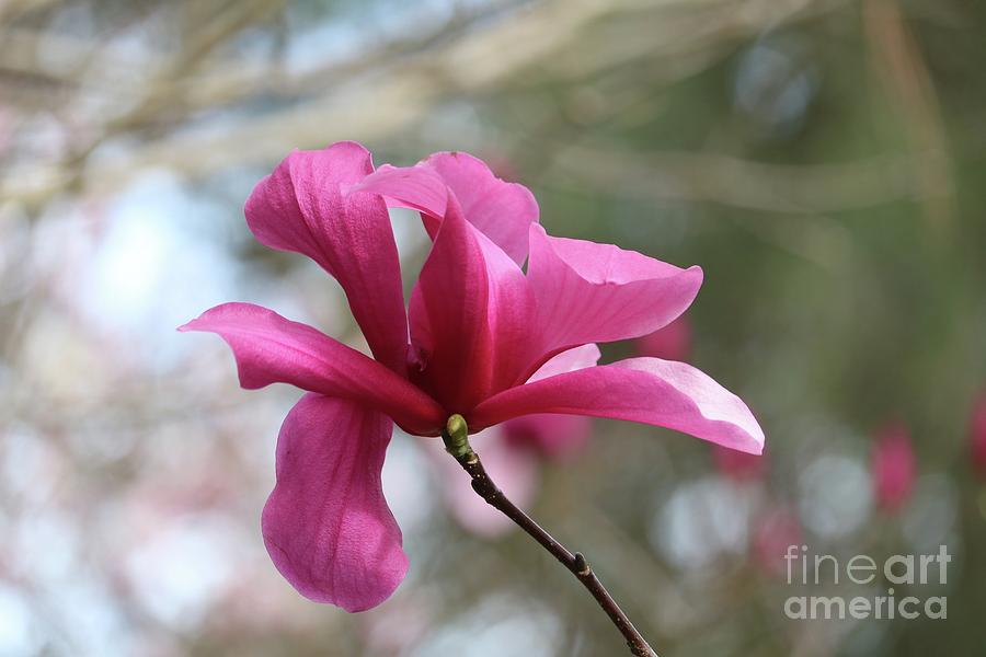 Glorious Pink Magnolia Photograph by Carol Groenen