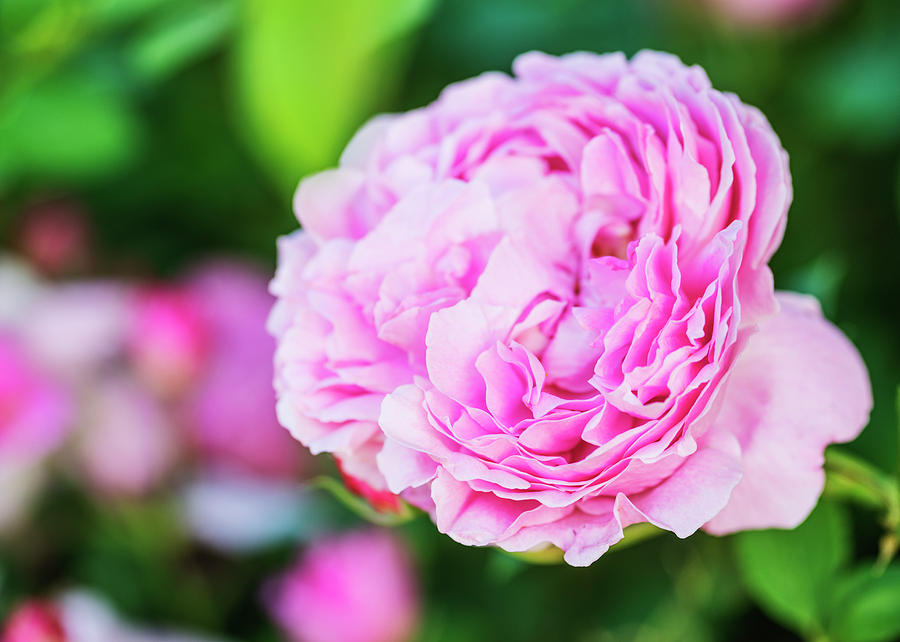 Glorious pink rose closeup Photograph by Vishwanath Bhat