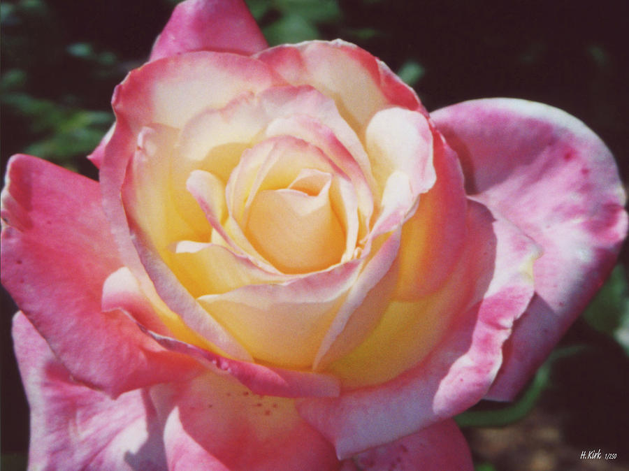 Glorious Pink Rose Photograph by Heather Kirk
