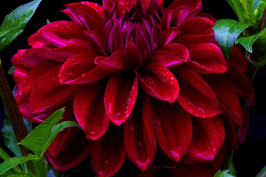 Red Dahlia Photograph - Glorious Red by Jeanette C Landstrom
