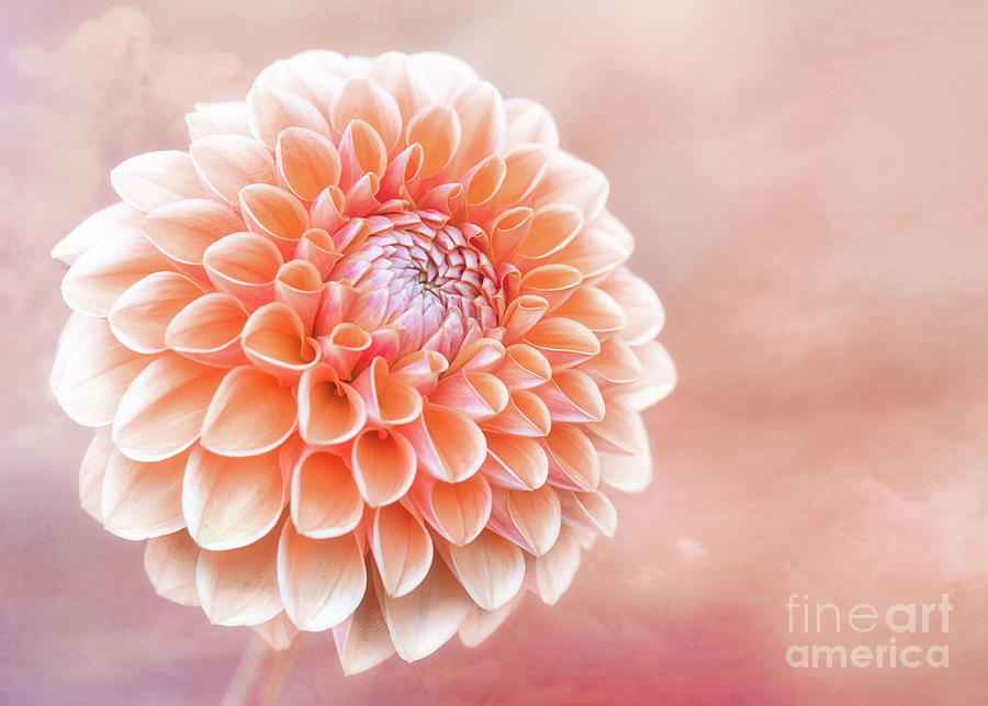 Glorious Salmon Dahlia Photograph by Anita Pollak Glorious Salmon Dahlia Photograph by Anita Pollak