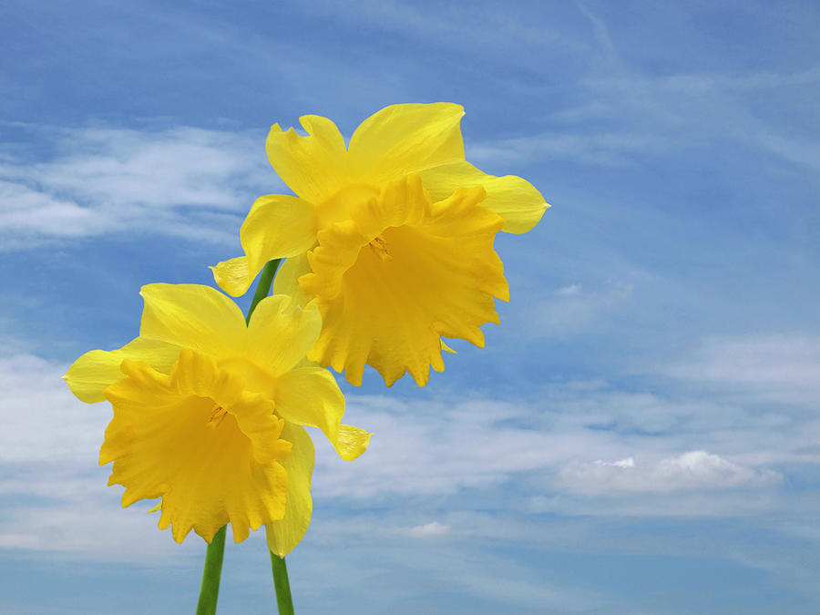 Glorious Spring Daffodils with Blue Sky Photograph by Gill Billington