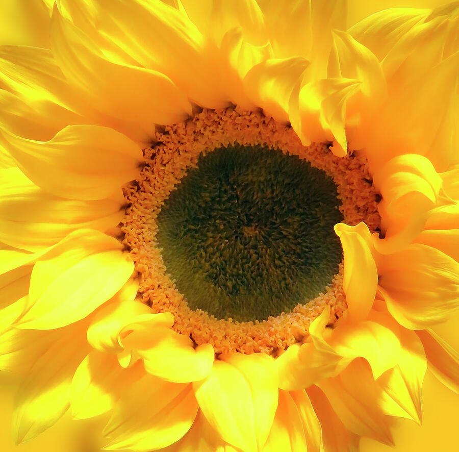 Glorious Sunflower 2 Photograph by Johanna Hurmerinta