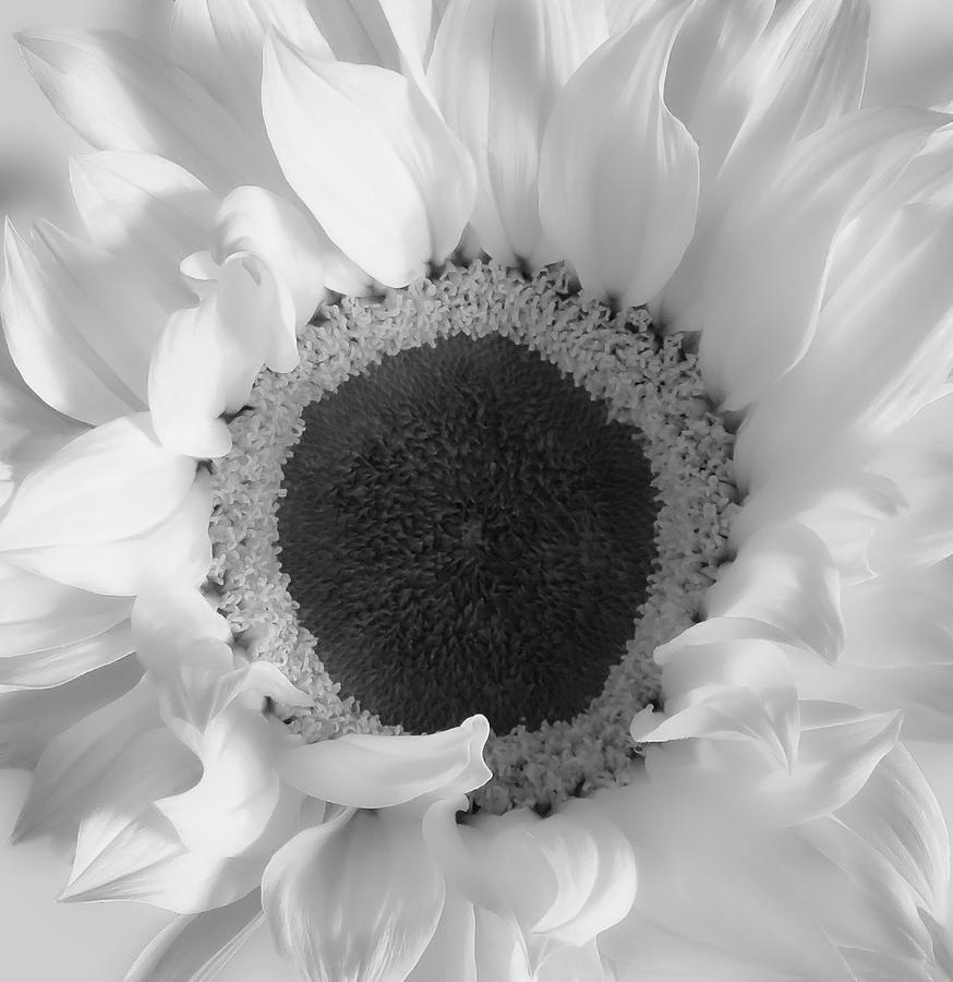 Glorious Sunflower Black And White Photograph by Johanna Hurmerinta