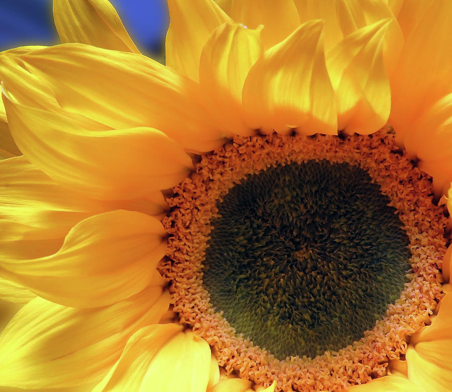 Sunflower Photograph - Glorious Sunflower by Johanna Hurmerinta