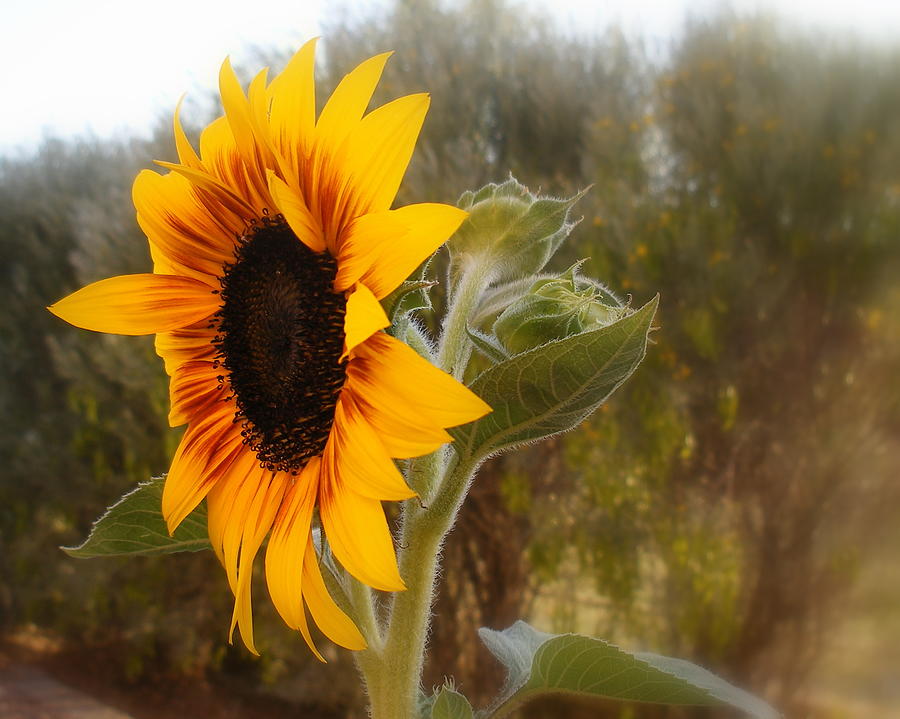 Sunflower Photograph - Glorious Sunflower by Lessandra Grimley