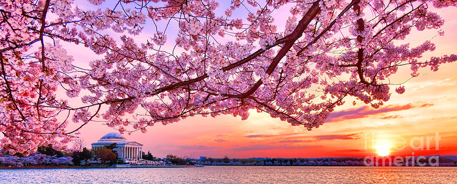 Glorious Sunset over Cherry Tree at the Jefferson Memorial  Photograph by Olivier Le Queinec