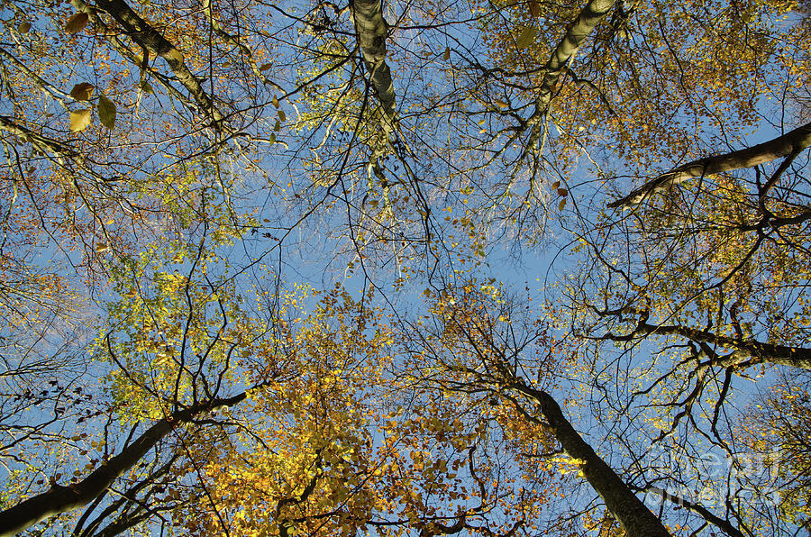Fall Photograph - Glorious tree tops by Kennerth and Birgitta Kullman