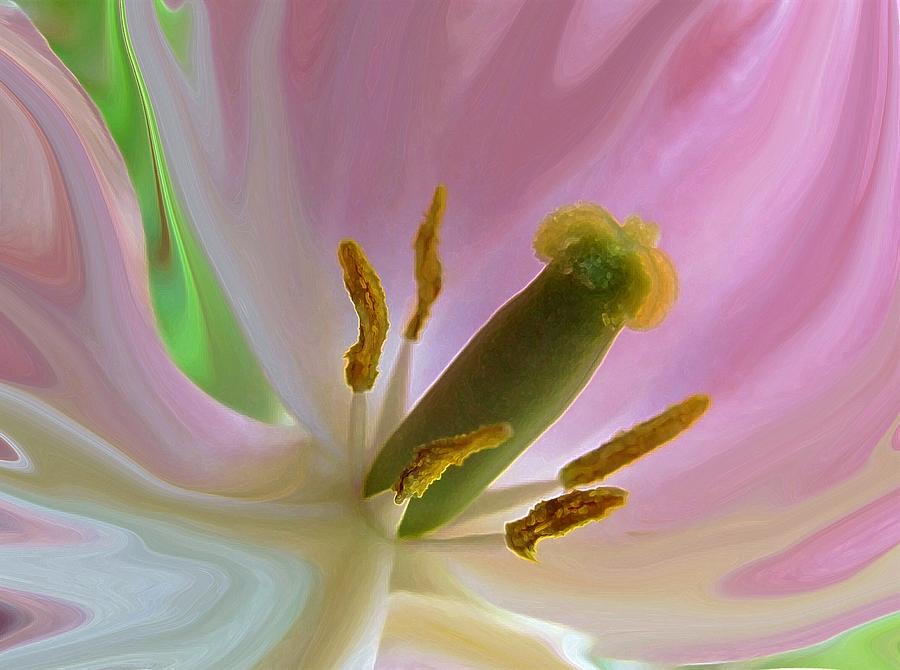 Tulip Photograph - Glorious Tulip by Jim  Darnall