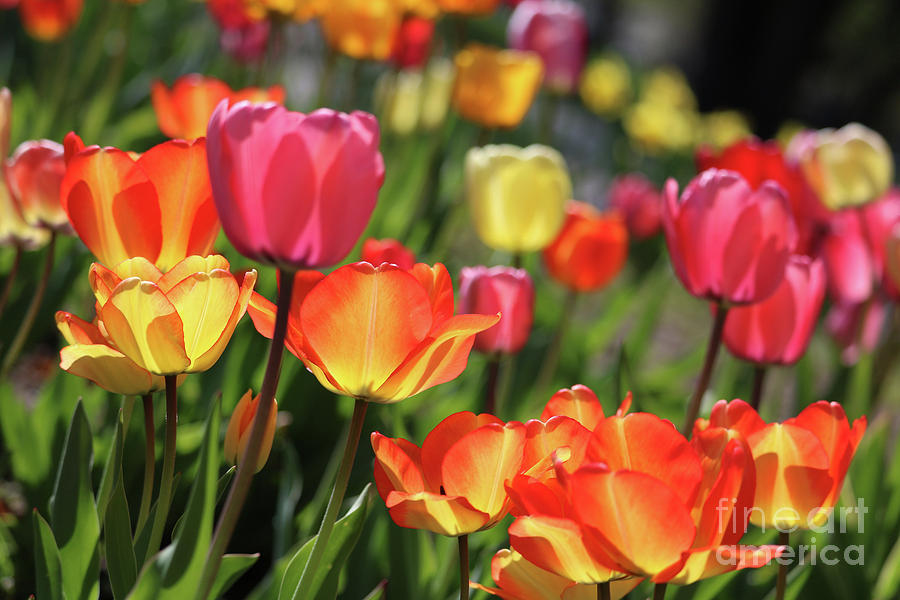Glorious Tulips Photograph by Carol Groenen