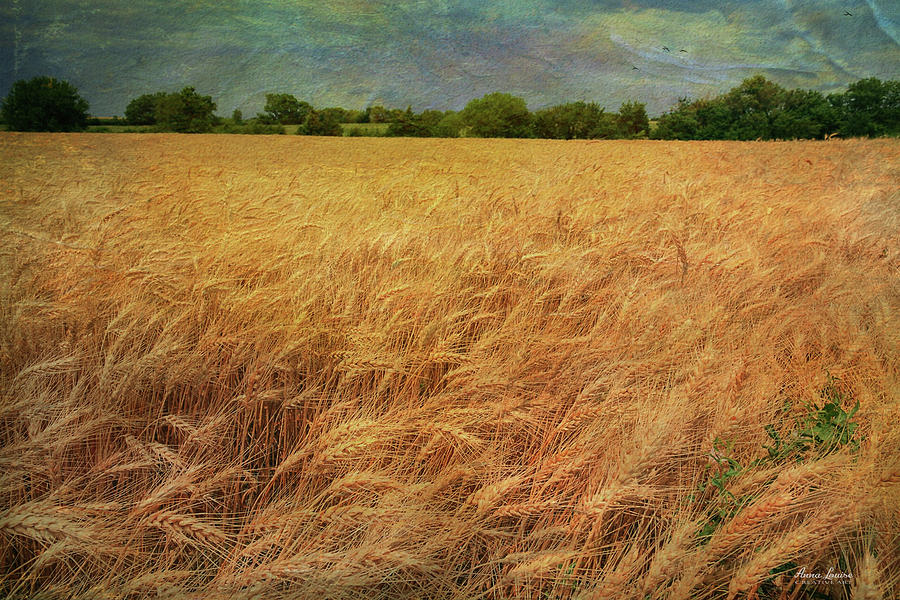 Glorious Wheat Field Photograph by Anna Louise