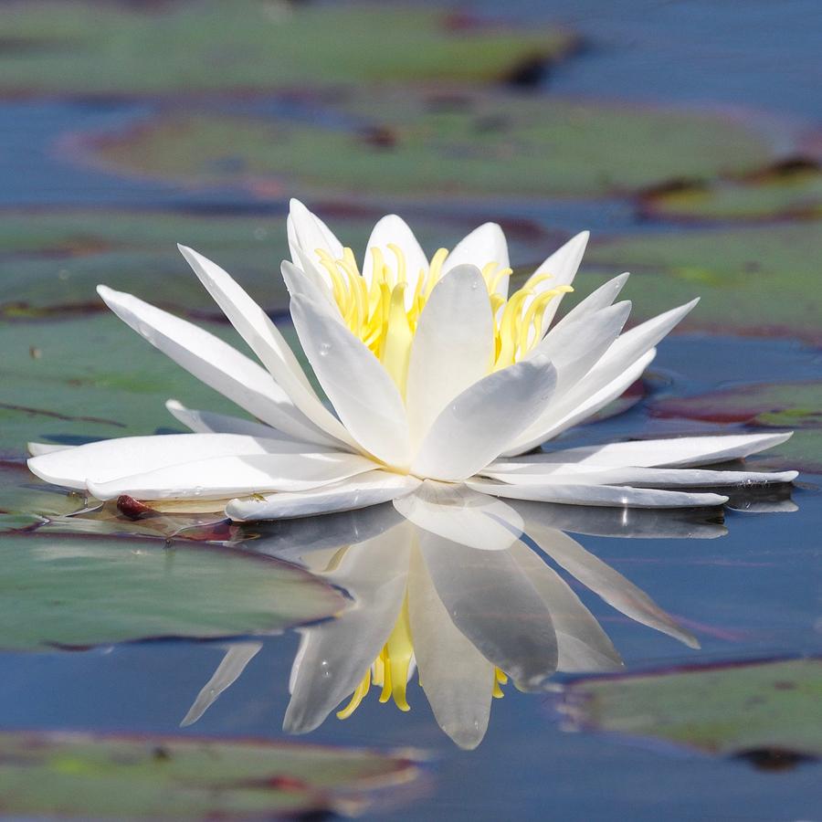 Glorious White Water Lily Photograph by Michael Peychich