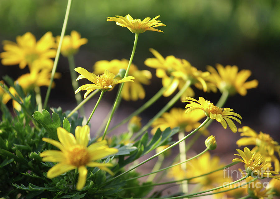 Glorious Yellow Daisies Photograph by Carol Groenen