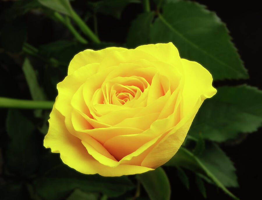 Nature Photograph - Glorious Yellow Rose by Johanna Hurmerinta