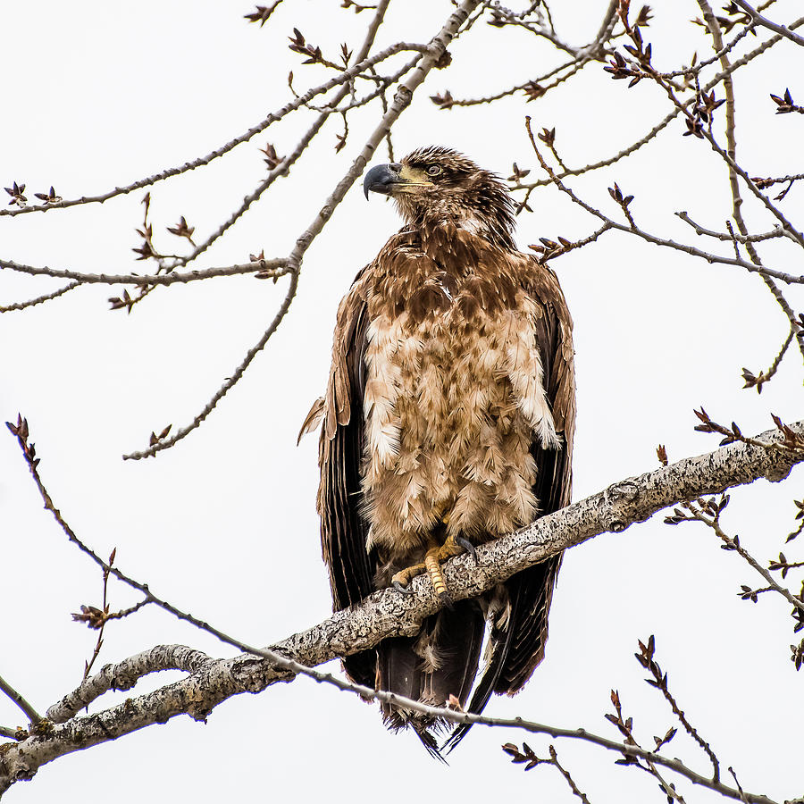 Glorious Young Eagle Photograph by Yeates Photography