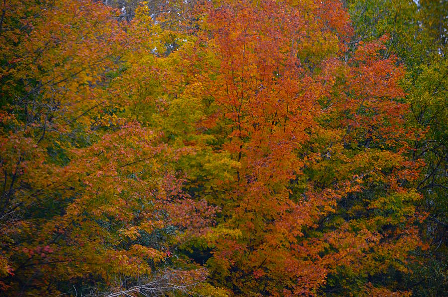 Glorius Fall Colors Photograph by Hella Buchheim