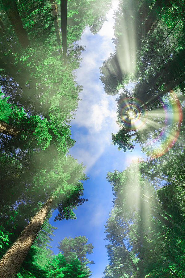 Glory Amongst Redwoods 2 Photograph by Scott Campbell