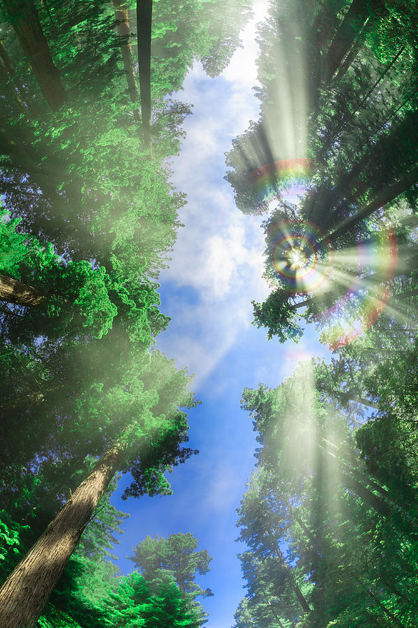 Glory Amongst Redwoods 3  Photograph by Scott Campbell