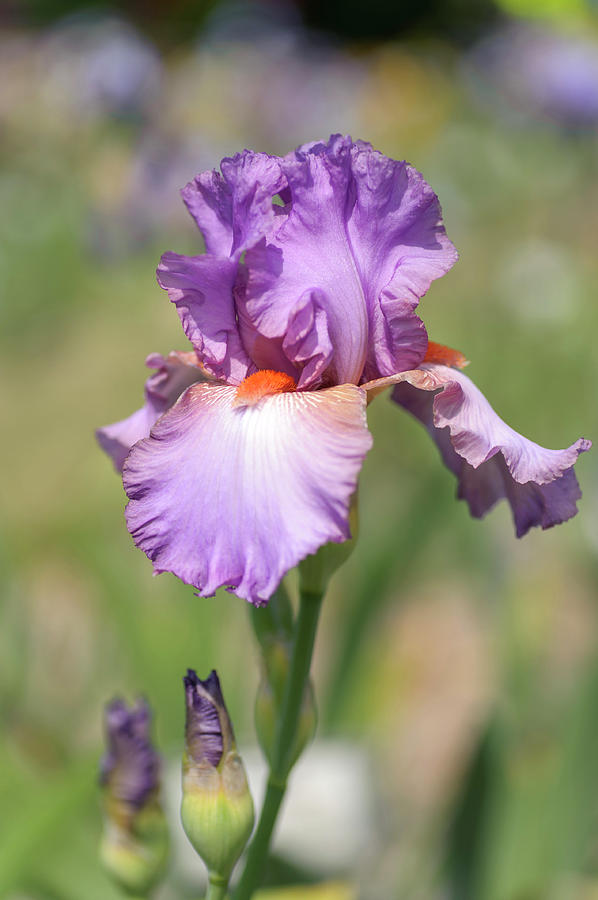 Glory Bound. The Beauty of Irises Photograph by Jenny Rainbow