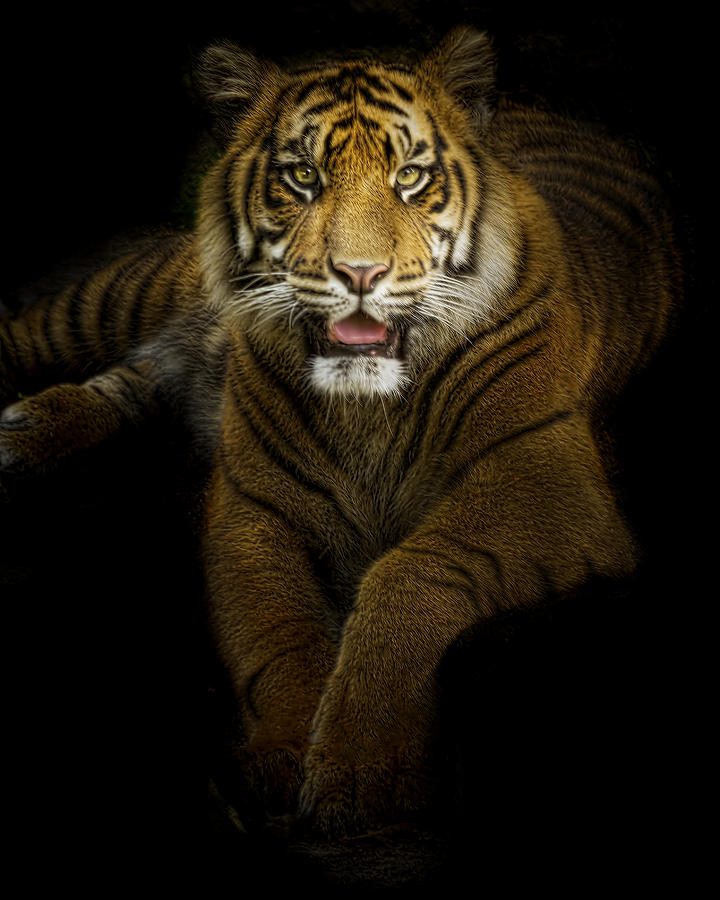 Animal Photograph - Glory by Cheri McEachin