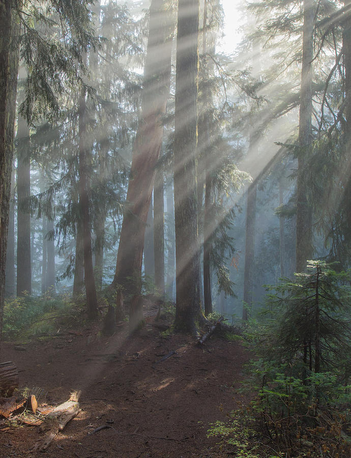 Glory in the Forest Photograph by Angie Vogel
