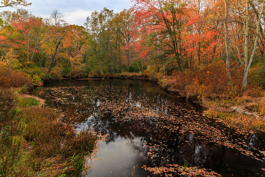 Glory of Fall Photograph by Bryan Bzdula