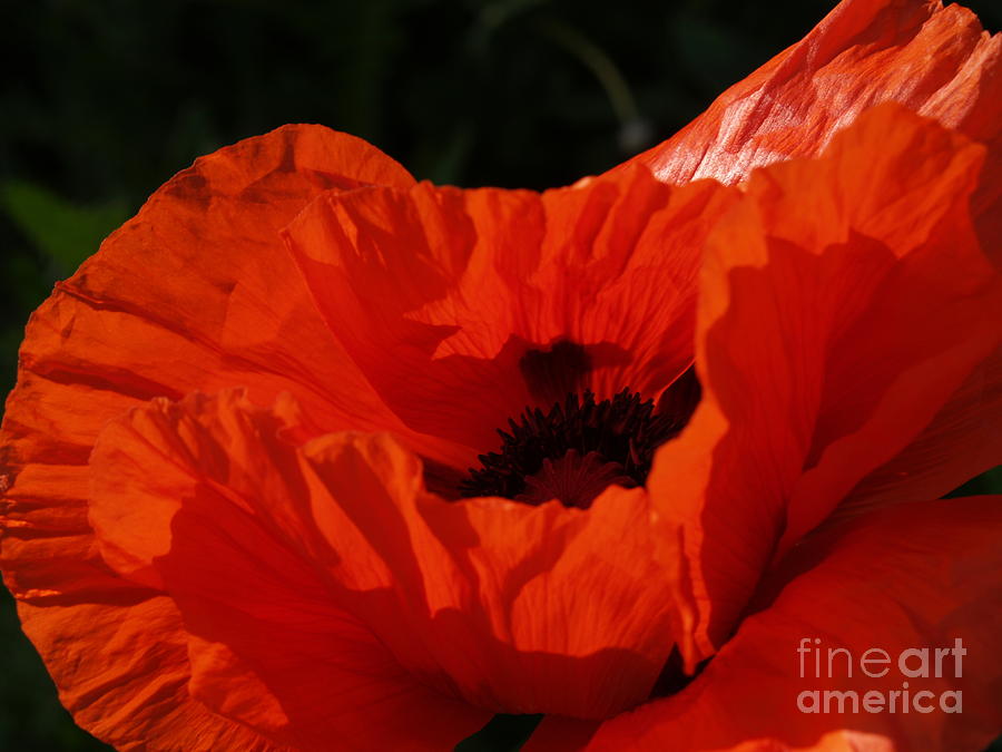 Glory of Poppy Blossom Photograph by Anna Lisa Yoder