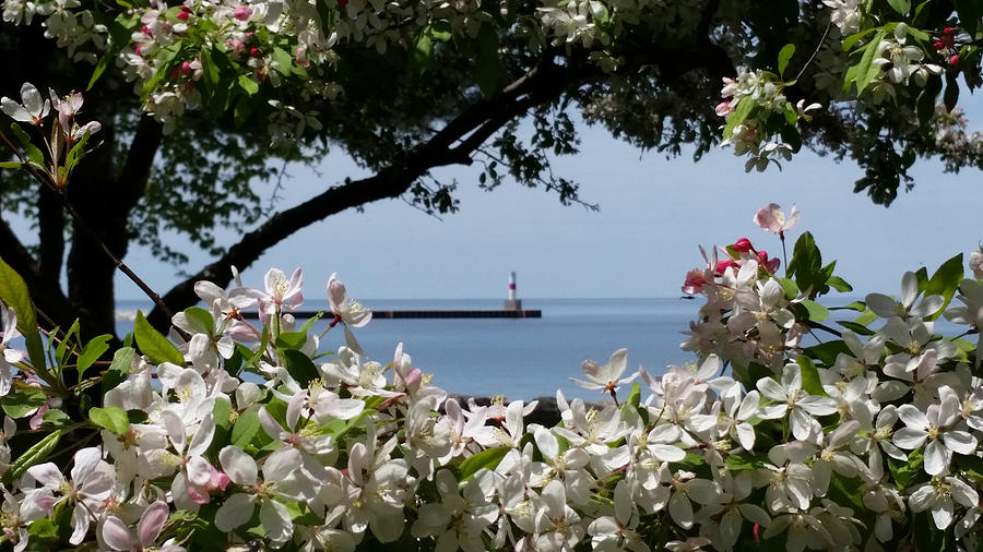 Glory of Spring at the Waterfront Photograph by Wendy Shoults