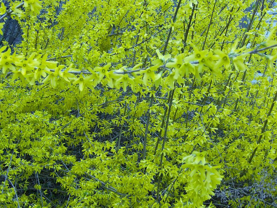 Glory of Spring Photograph by Karen McKinney - Fine Art America