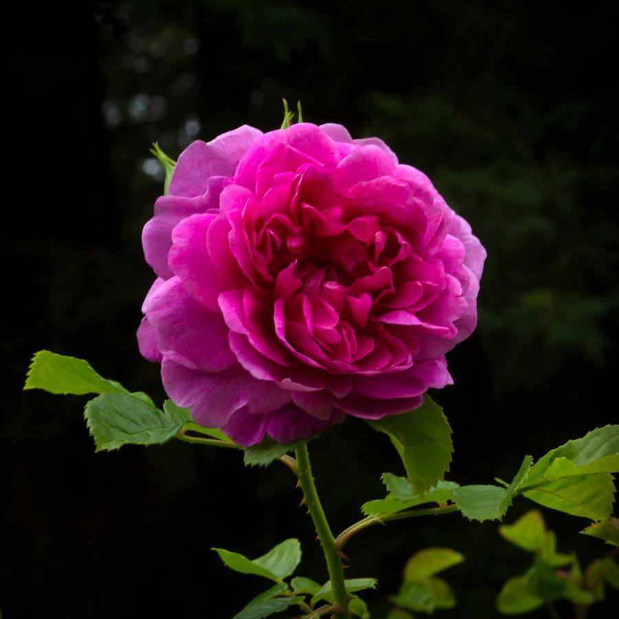 Glory of the Wild Blue Yonder Rose Photograph by Bonnie Follett