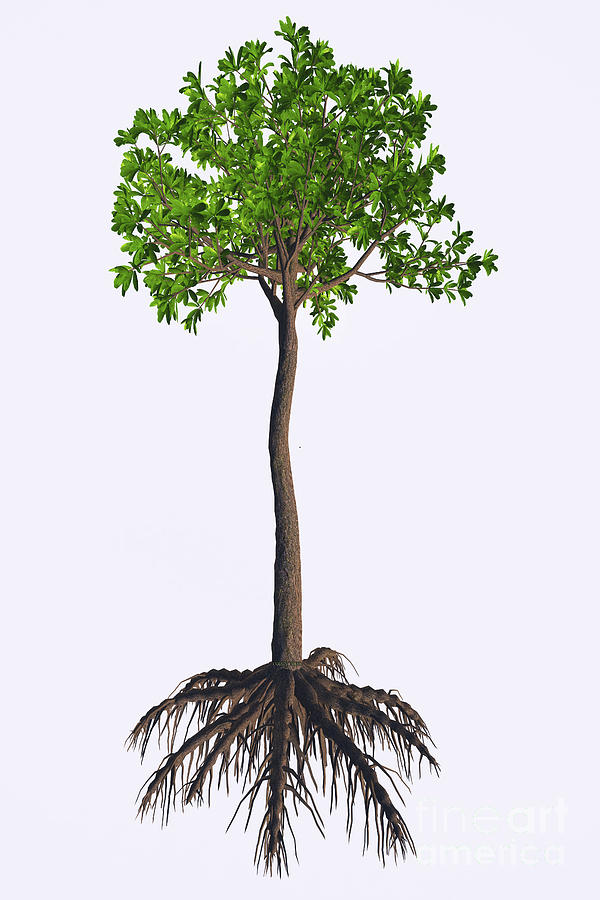 Glossopteris sp Tree Digital Art by Corey Ford