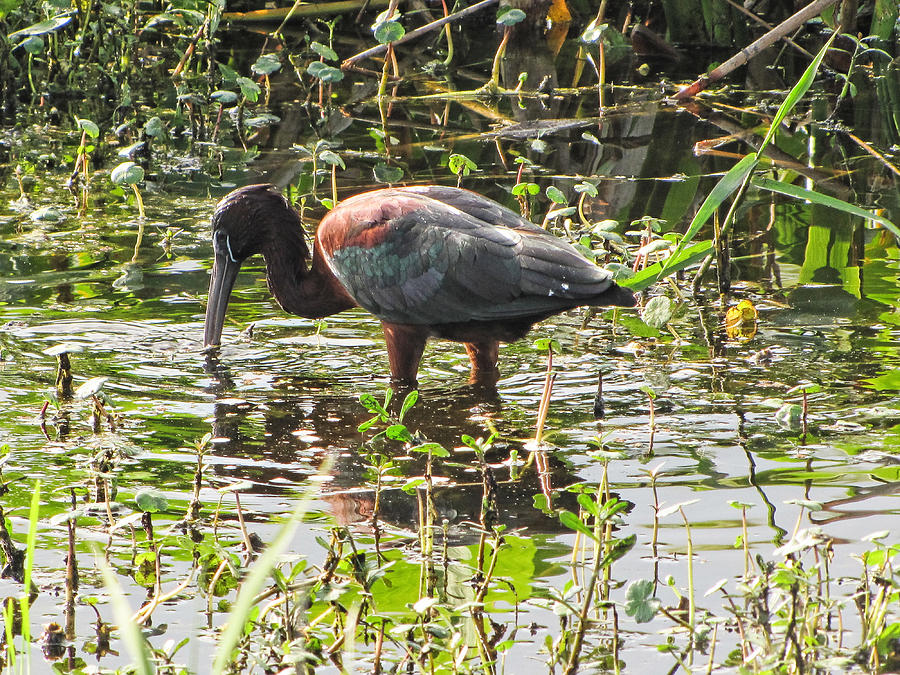 Glosssy Ibis  Photograph by Christopher Mercer
